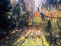 Лесной сад